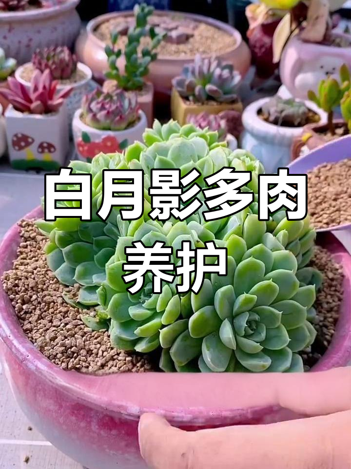 白月影多肉养护全攻略:从浇水到繁殖技巧