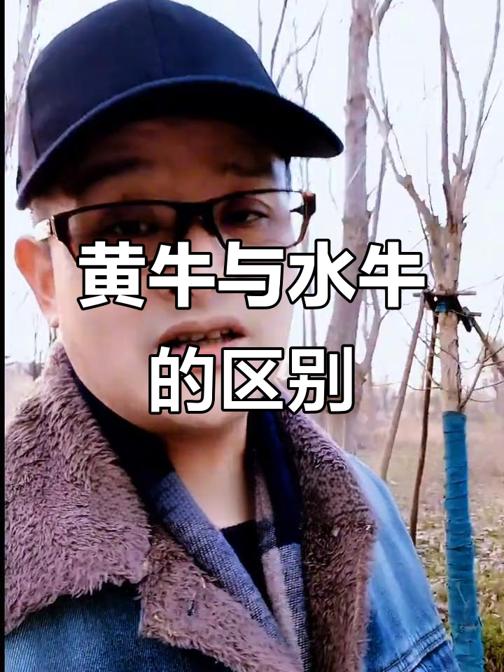 如何区分黄牛肉和水牛肉?掌握这些技巧轻松辨别