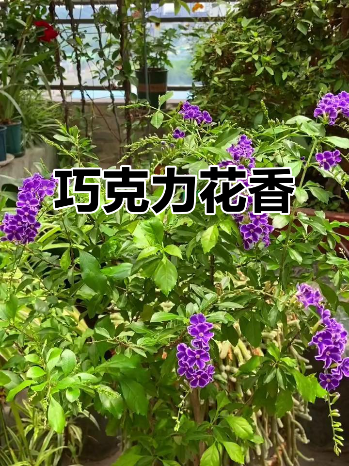 巧克力花,香气扑鼻,易养花期长,小苗棒棒糖造型超可爱