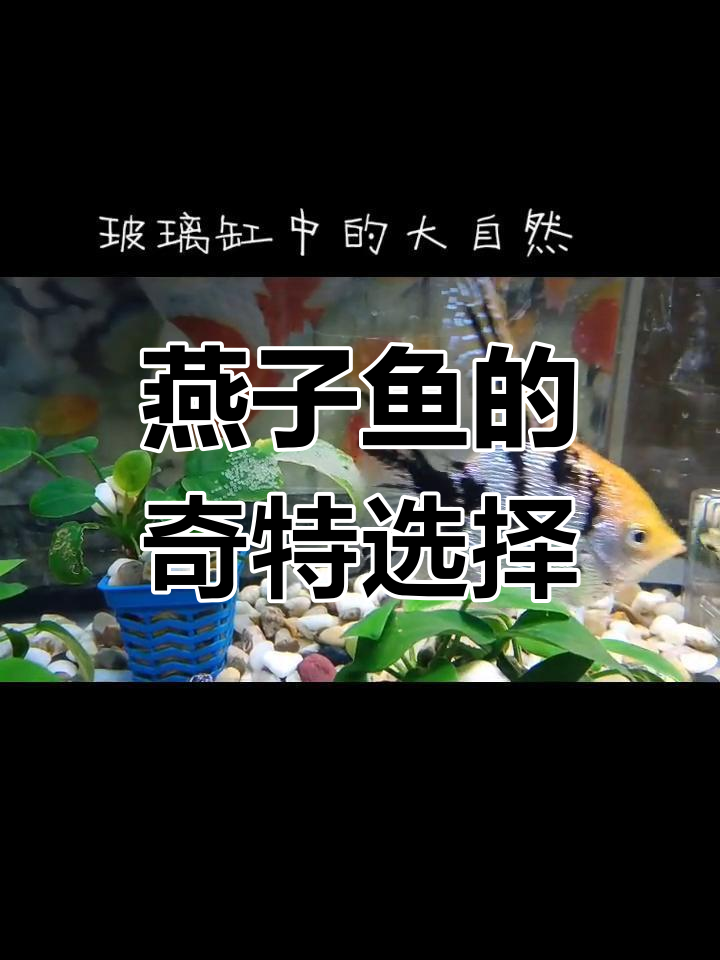 熊猫燕鱼再次产卵,总是选那两片叶子,真是奇怪又有趣!