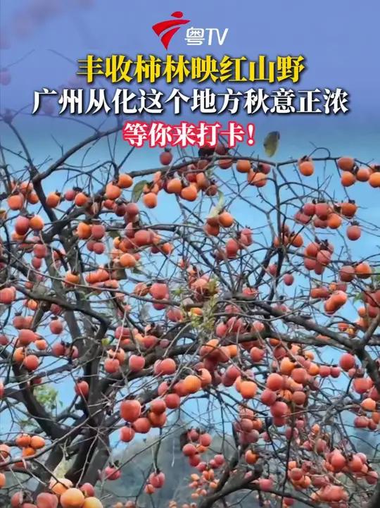 广州从化吕田镇桂峰村的鸡心柿已经褪去了青涩,挂满枝头的红果像一串串喜庆的小灯笼,在阳光照耀