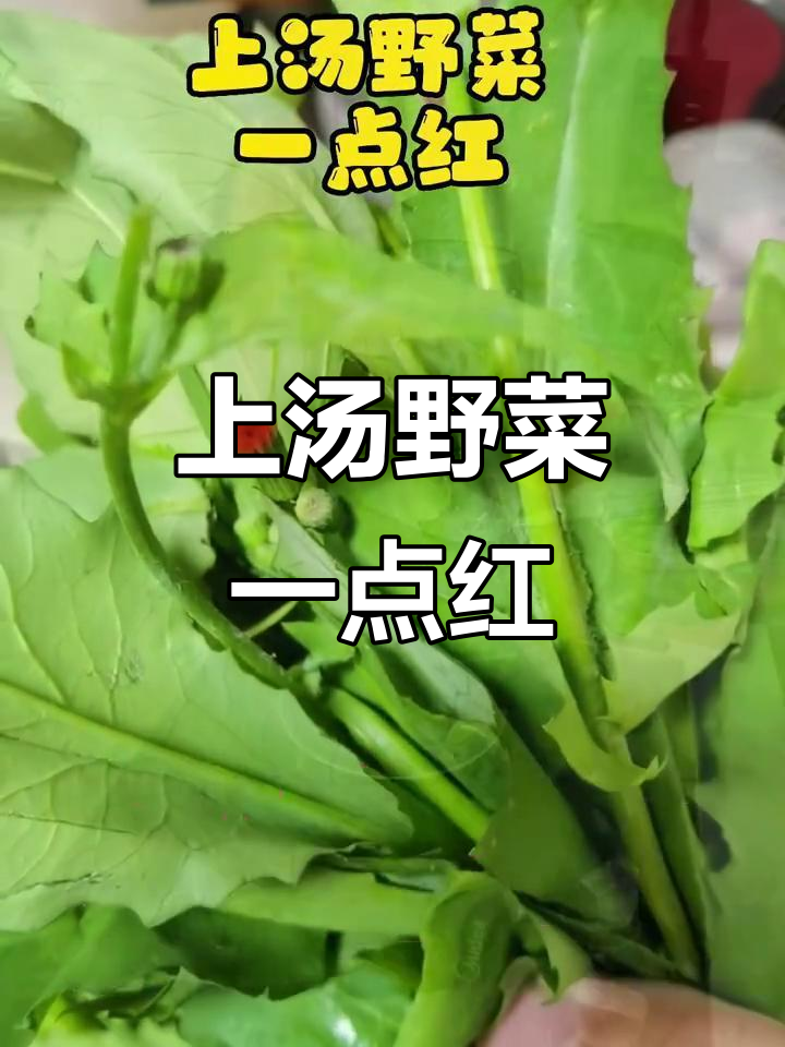 野菜上汤,一点红带来清新口感
