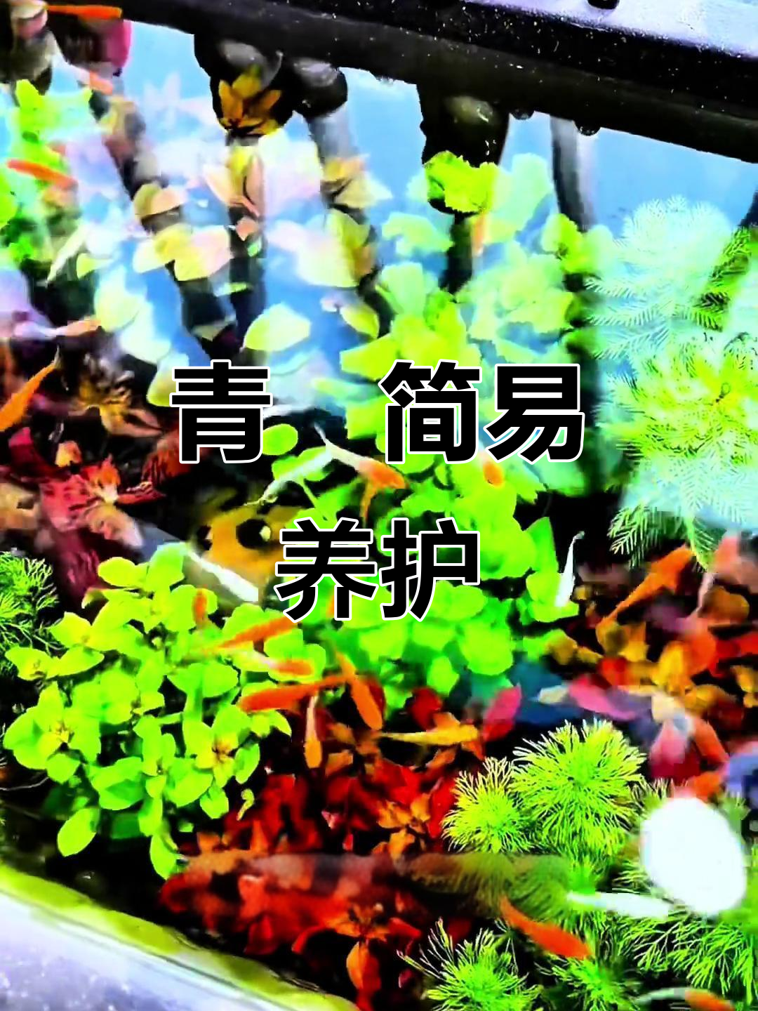 青鳉轻松养,无需过滤、加温,瓶罐就能搞定!