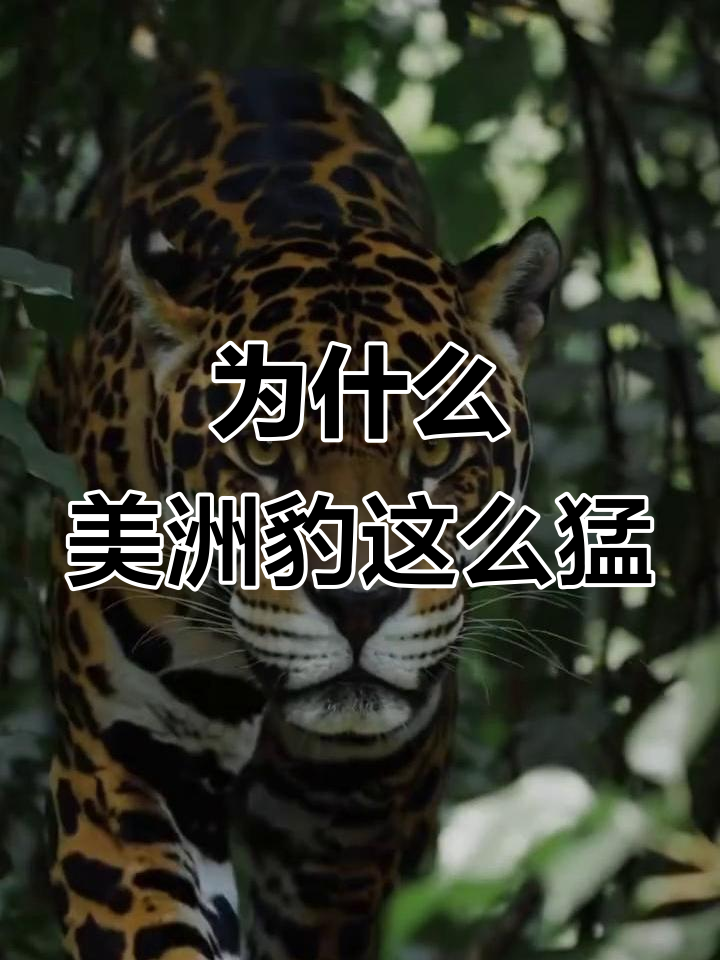 美洲豹为何能单挑鳄鱼,猎豹花豹却总被欺负?