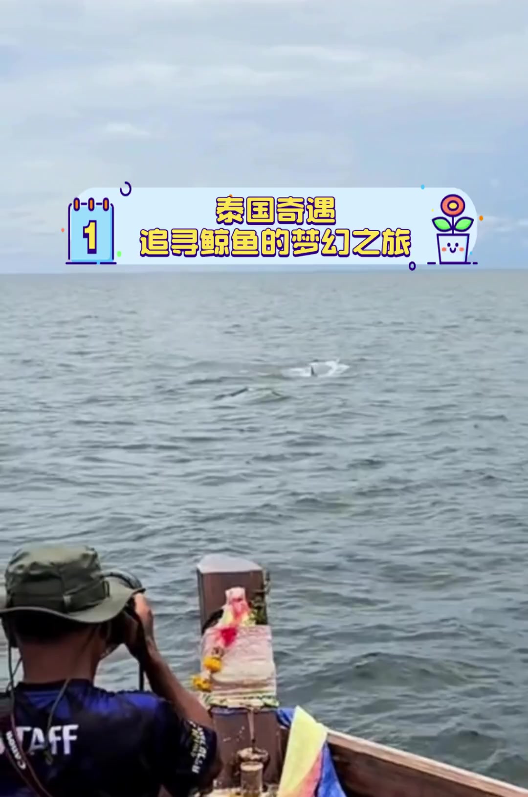 泰国奇遇,追寻鲸鱼的梦幻之旅