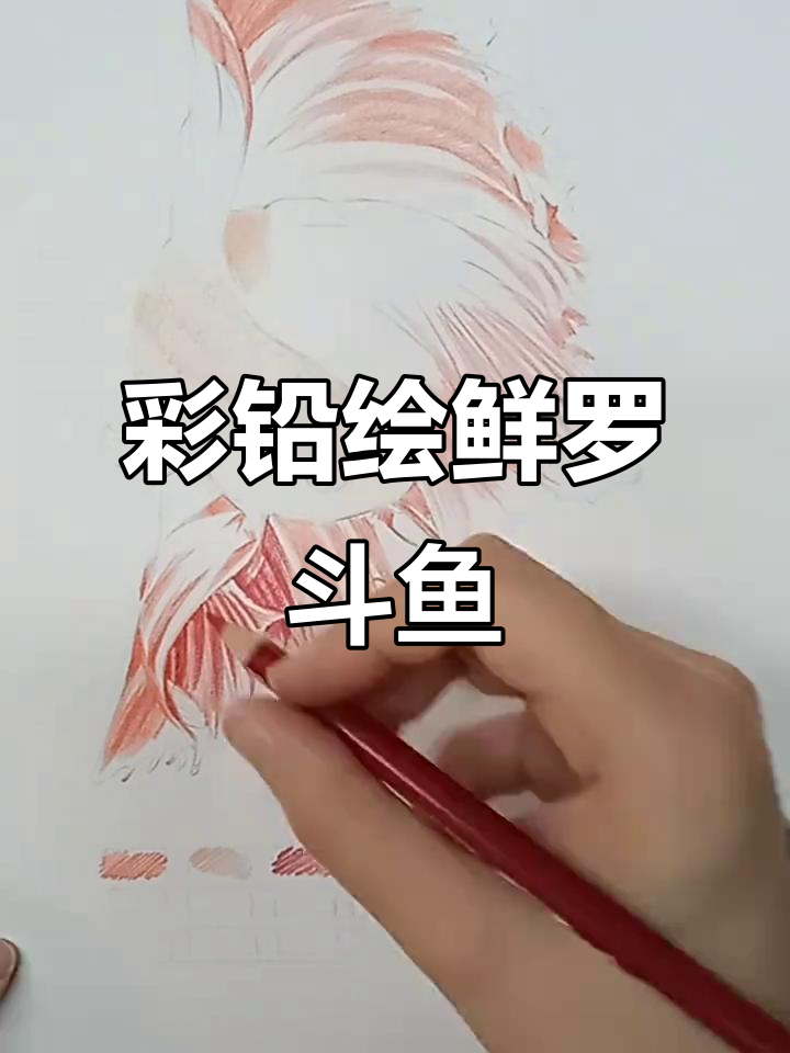 彩铅画鲜罗斗鱼,掌握细致鳞片与尾巴绘制技巧
