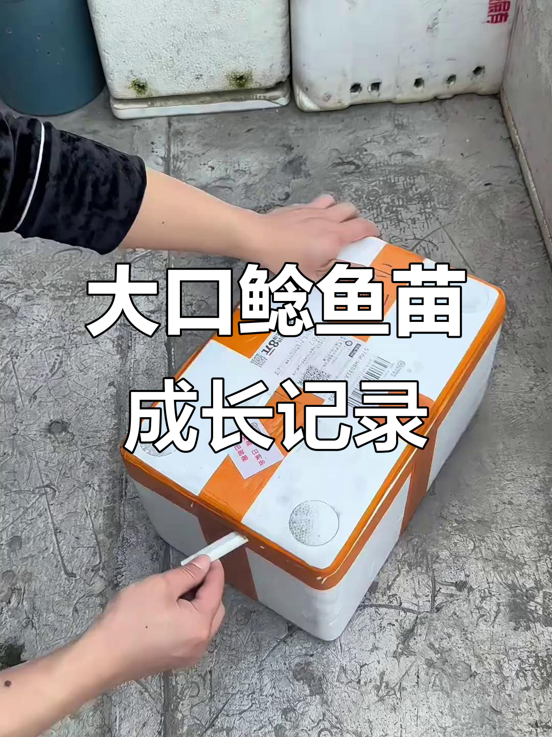 44元网购20条大口鲶鱼苗,一个月能长多大?