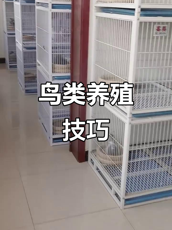 宠物鸟饲养全攻略:从选种到日常护理