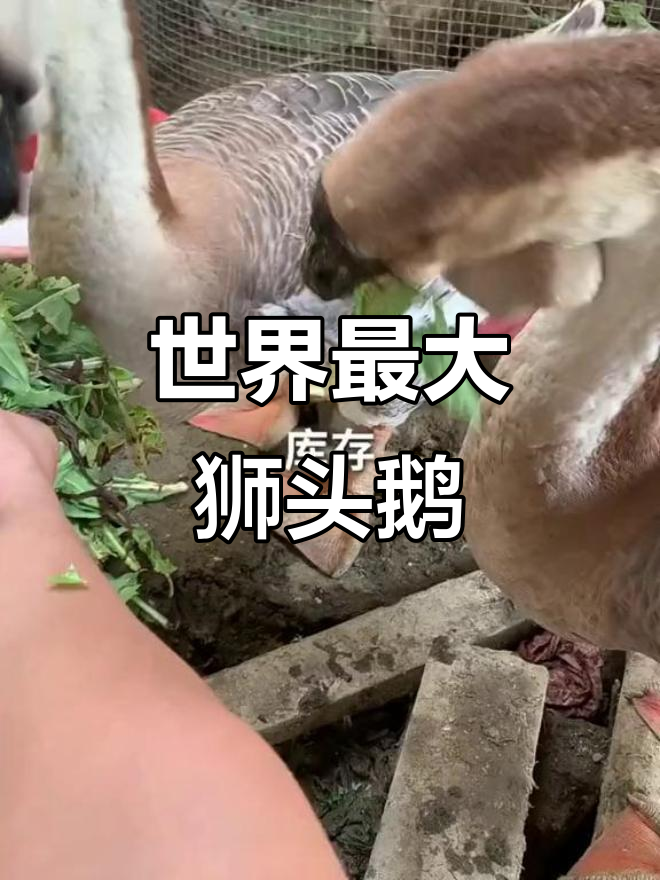 狮头鹅:世界上最大品种,成长迅速,成年可达30多斤
