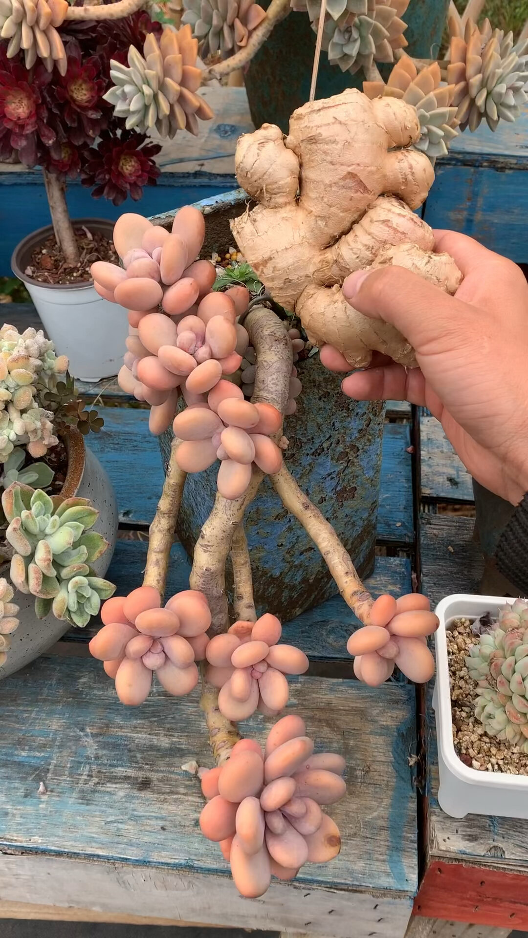 多肉植物怎么养