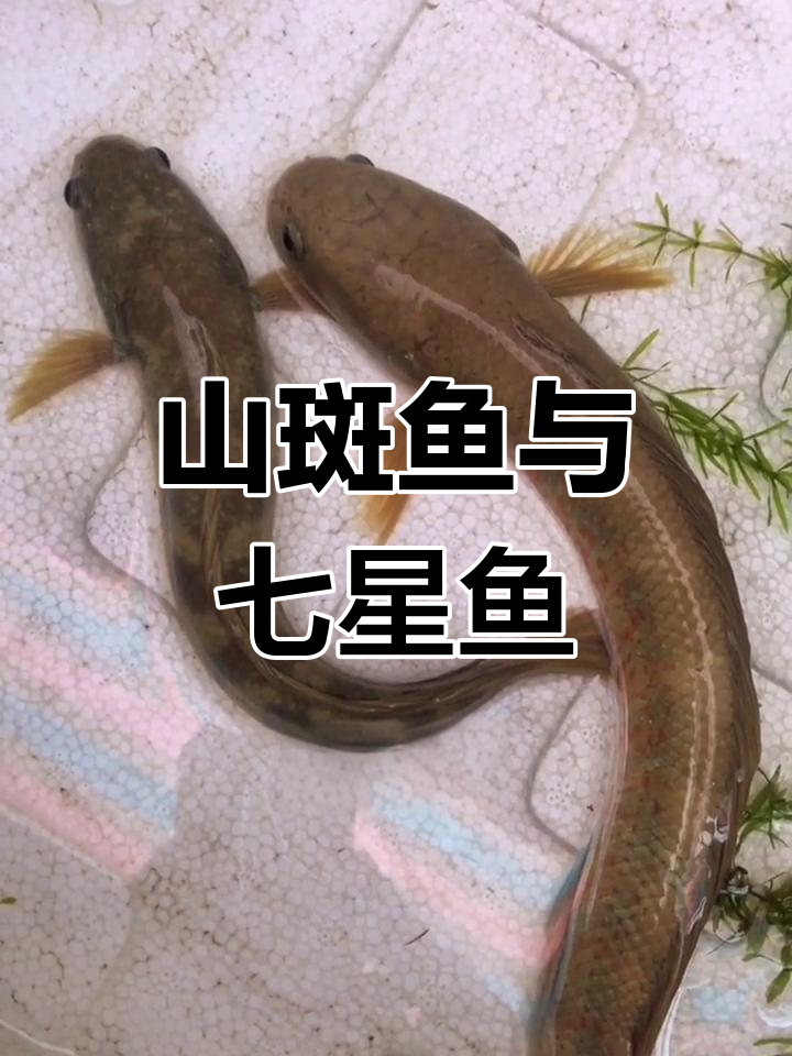 野生七星鱼,山花鱼的别称