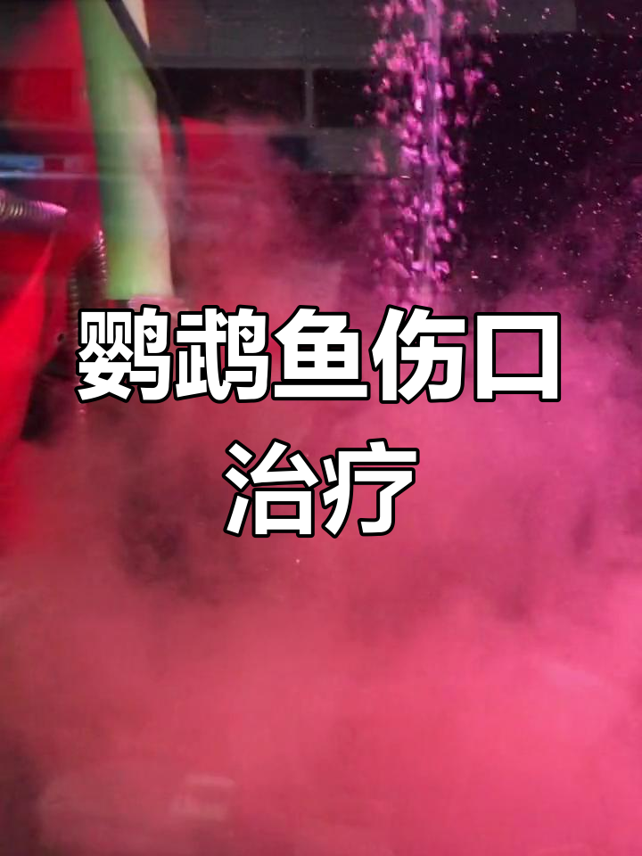 鹦鹉鱼伤口处理,杀虫后恢复更快