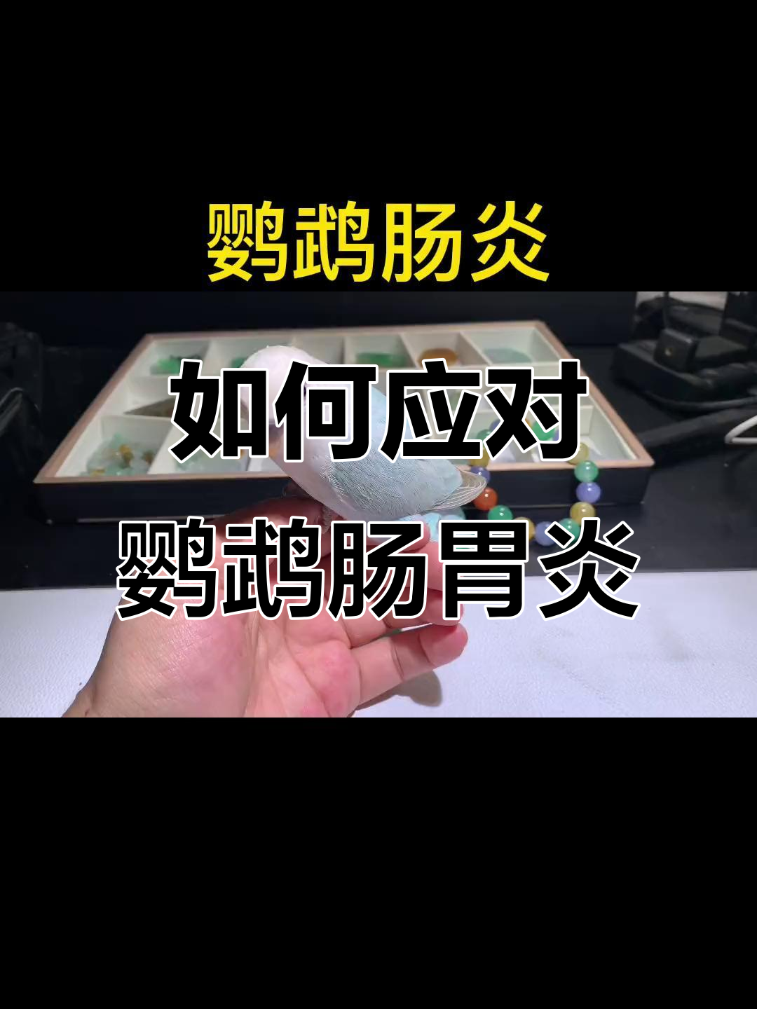 鹦鹉肠胃炎症状与防治方法，如何避免死亡