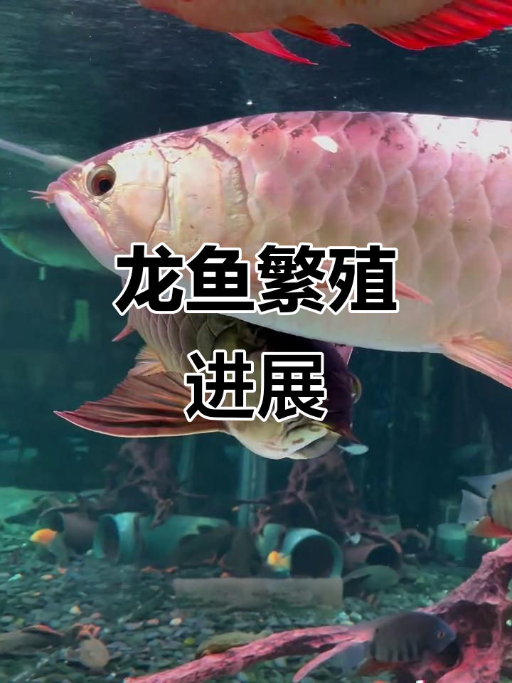 龙鱼繁殖第九天,公母配合默契,卵已清晰可见