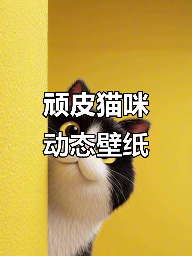 调皮猫咪撒娇卖萌,超可爱动态壁纸