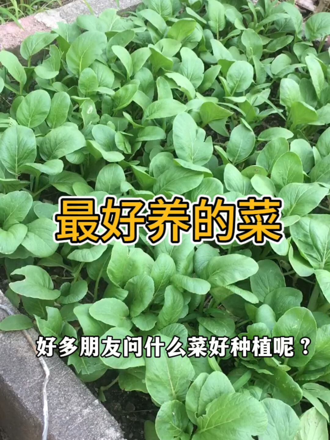 家庭最好种植的菜是什么