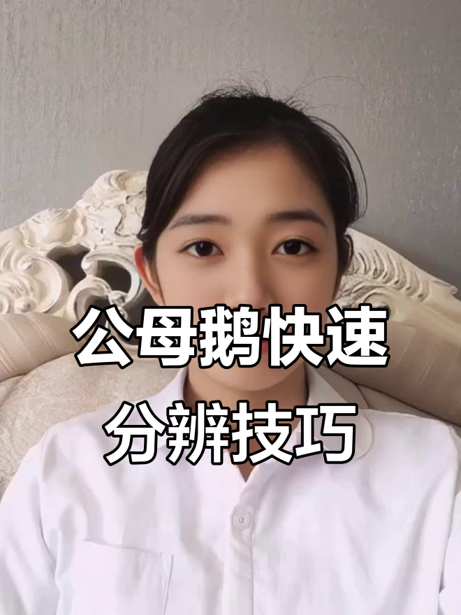 辨别公母鹅的简单方法,一看就懂