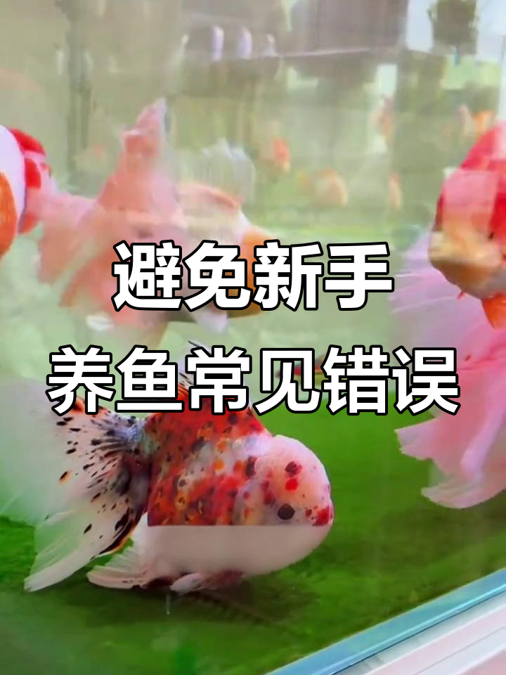 新手养泰狮金鱼必避的8个坑,少走弯路
