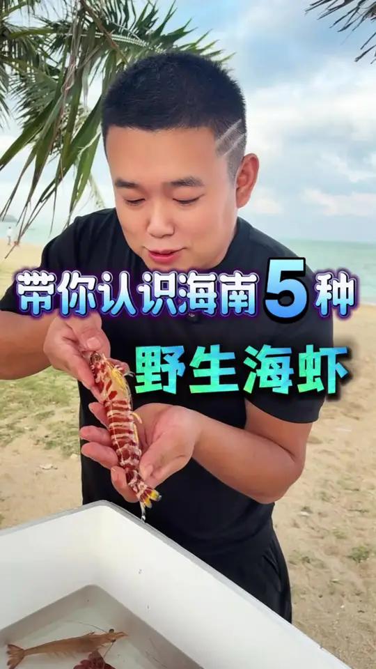 避坑必看,什么是真正的野生虾 海南的5种野生海虾