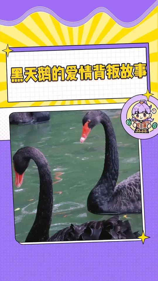以忠贞著称的黑天鹅,有一天也会上演背叛戏码