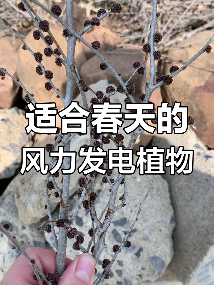 春季最适合反风的肥源植物,榆树油菜柳树都在其中