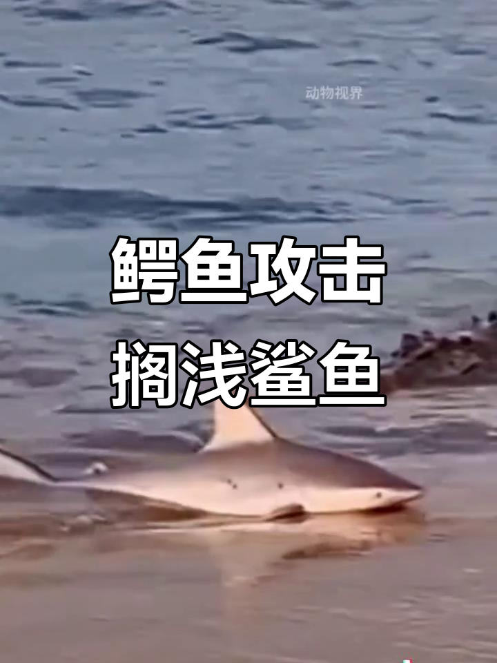 鳄鱼与鲨鱼的生死时速:浅滩上的跨界狩猎