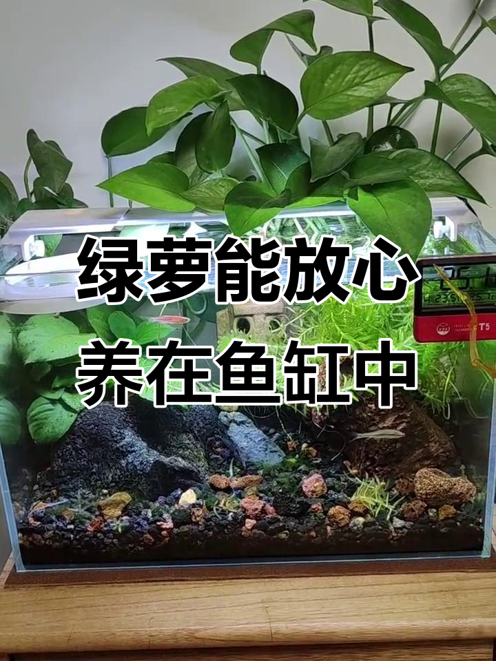 绿萝养鱼缸里真没问题？长时间泡水真的无毒吗