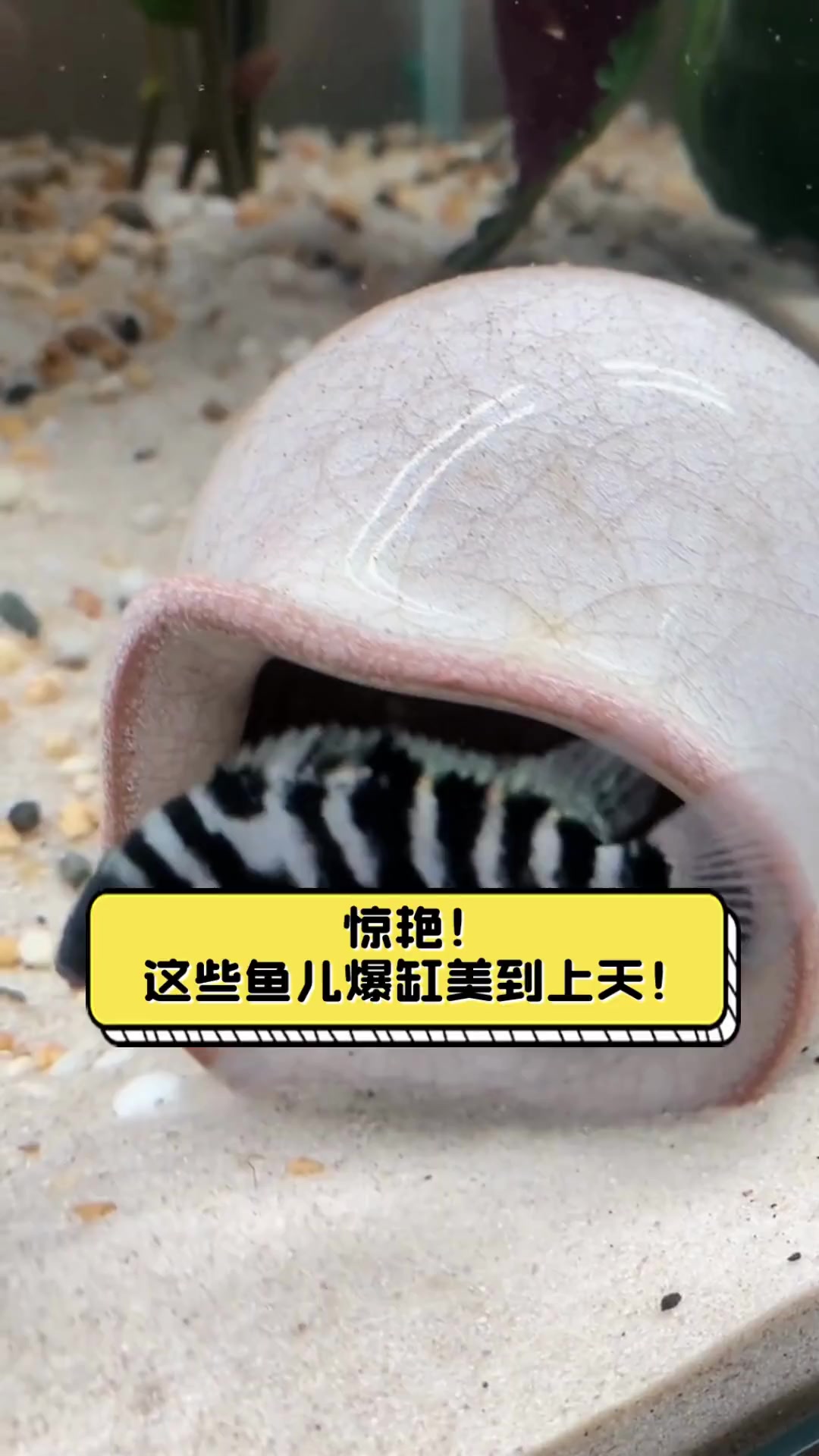 惊艳!这些鱼儿爆缸美到上天!