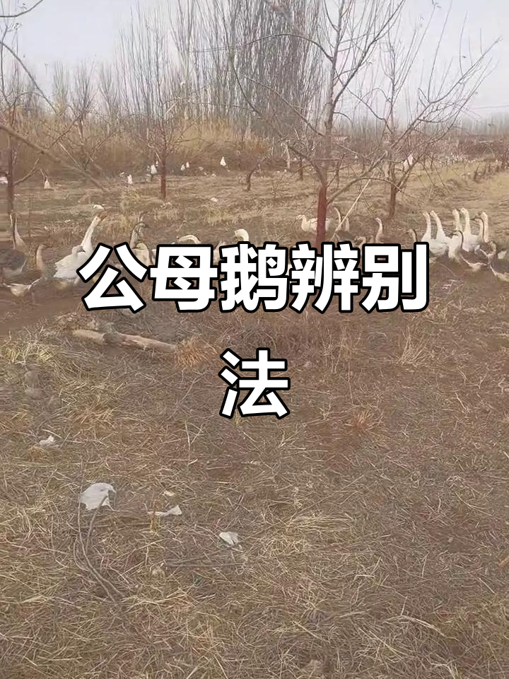 谁能告诉我,公鹅和母鹅怎么区分?想吃肉却傻傻分不清!
