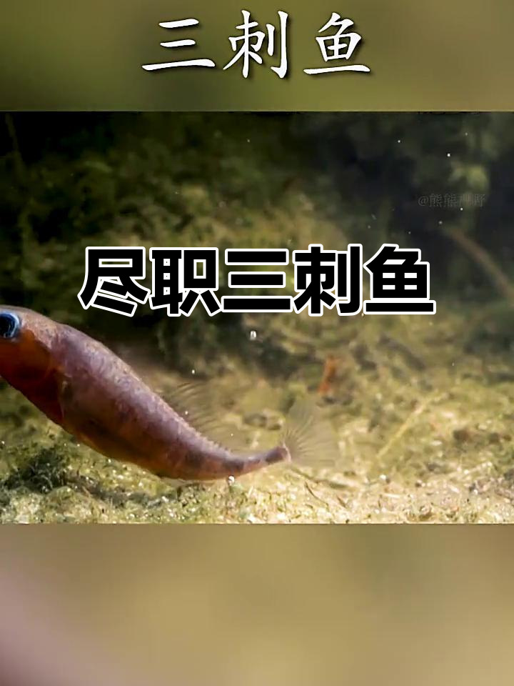 三刺鱼为保护后代,变身最尽责的“父亲”