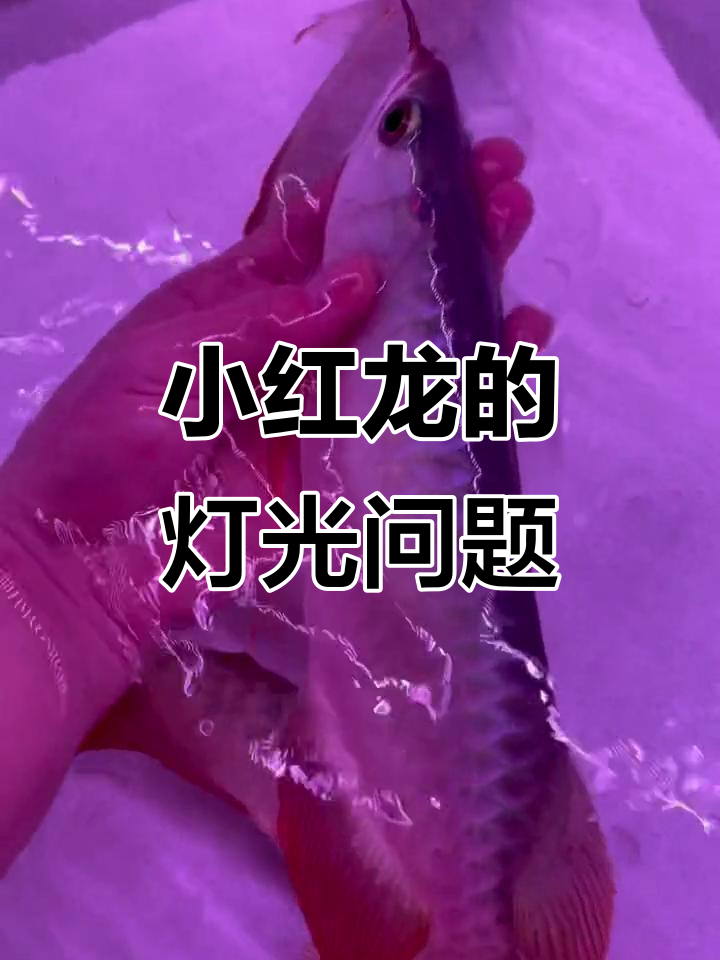 渔场小红龙盘玩,灯光选择不关键