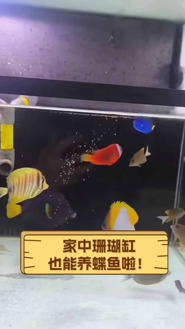 家中珊瑚缸,也能养蝶鱼啦!