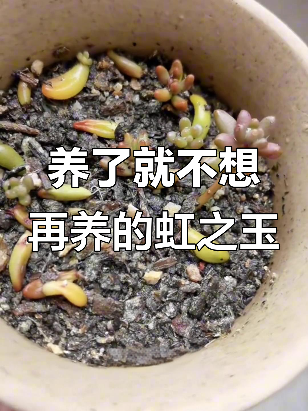 虹之玉:养一次就让你崩溃的多肉植物,四季不停折腾