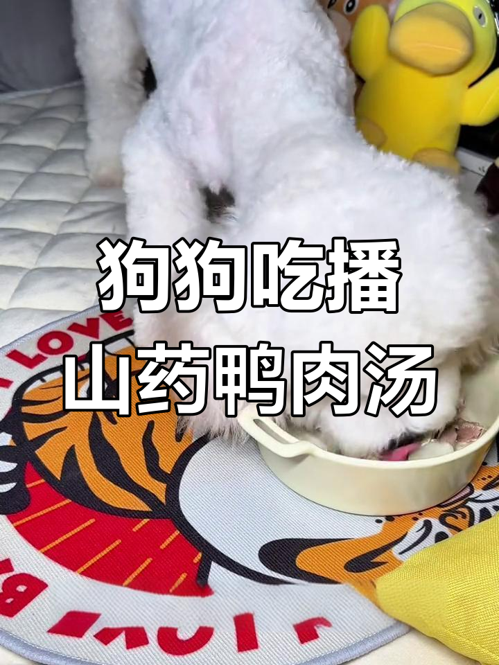 比熊山药鸭肉汤,今天吃什么?