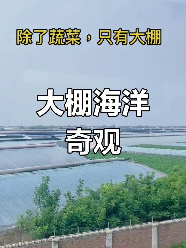 寿光大棚如海,蔬菜种类繁多,令人目不暇接