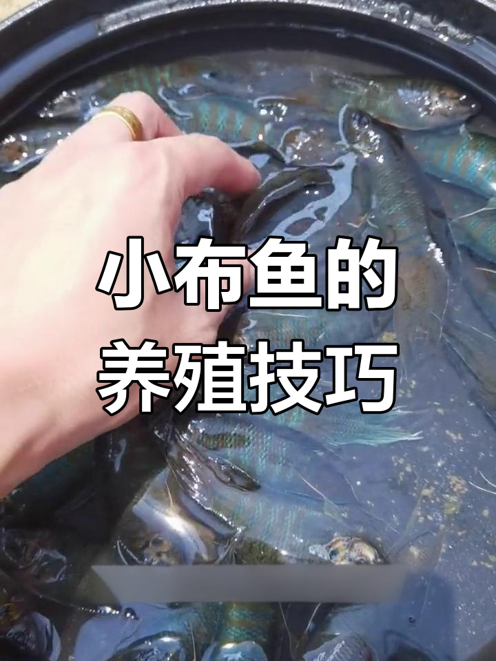 改良布鱼品种,轻松饲养