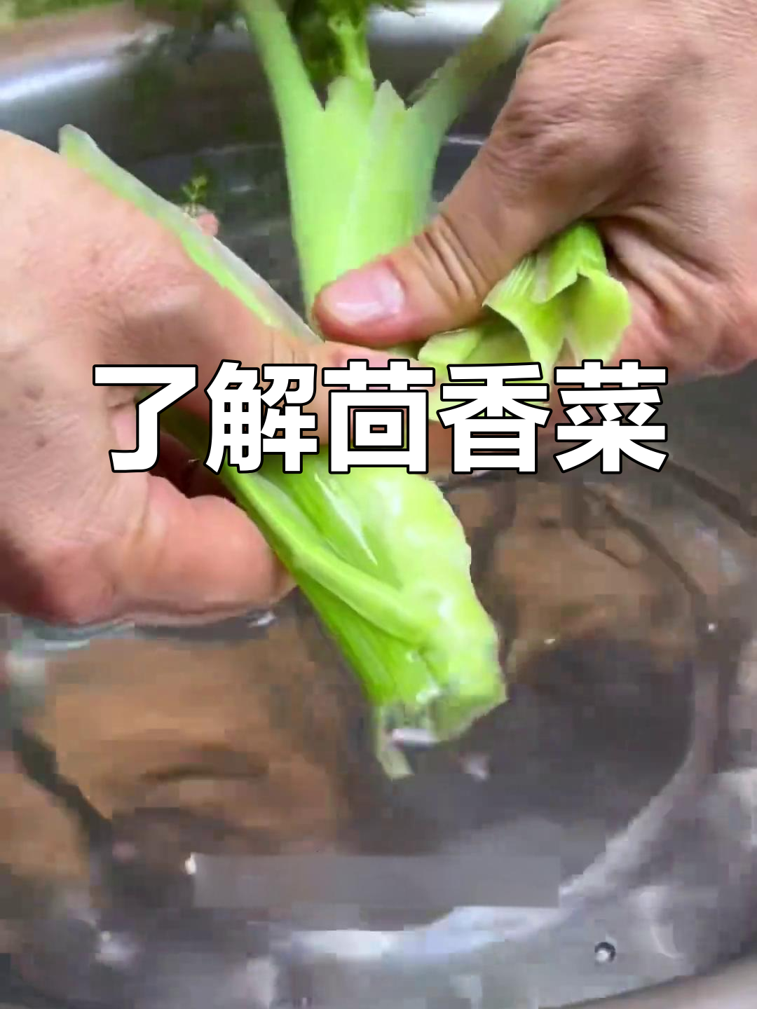 茴香菜的独特香气与营养价值