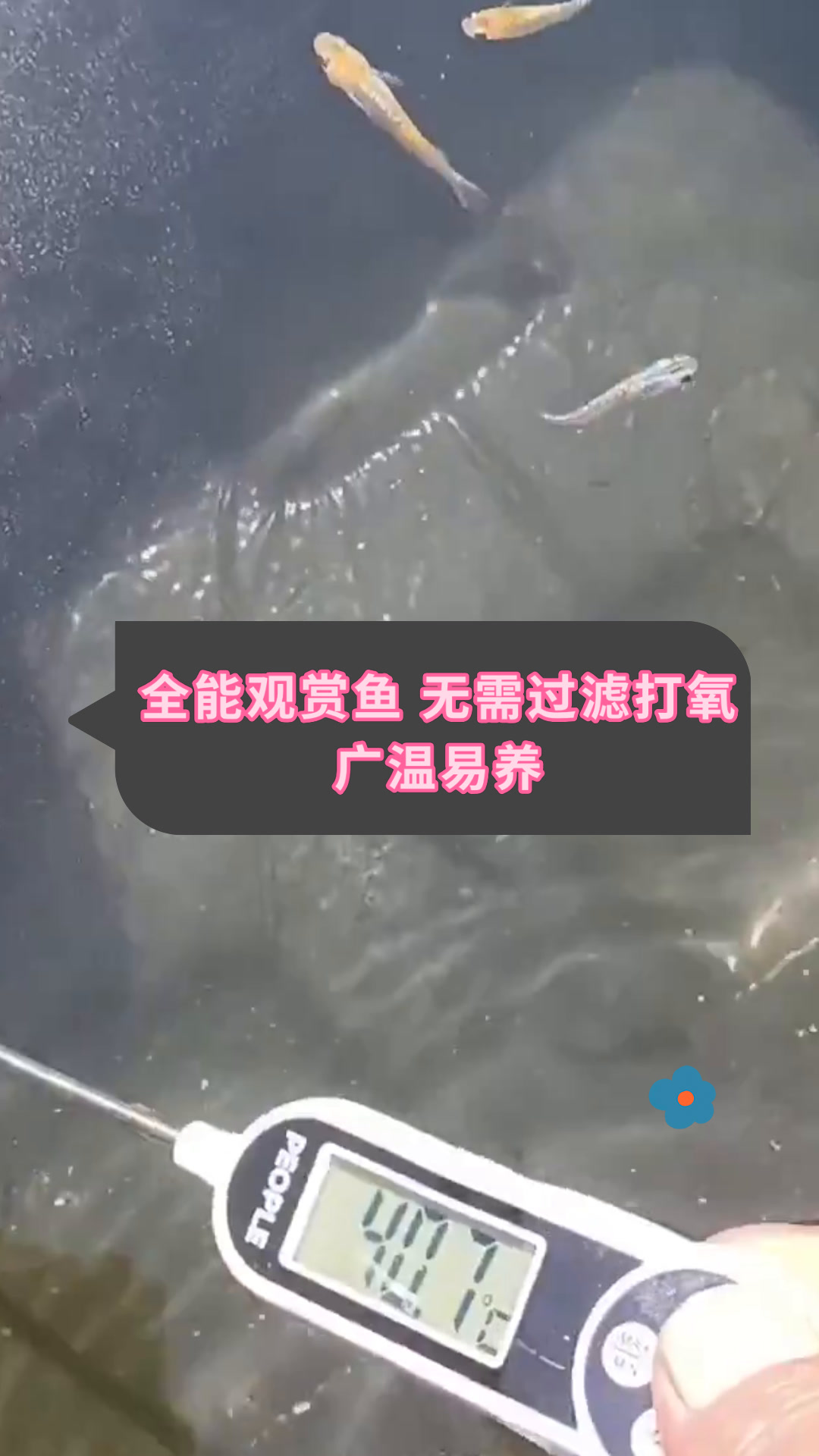 全能观赏鱼 无需过滤打氧广温易养