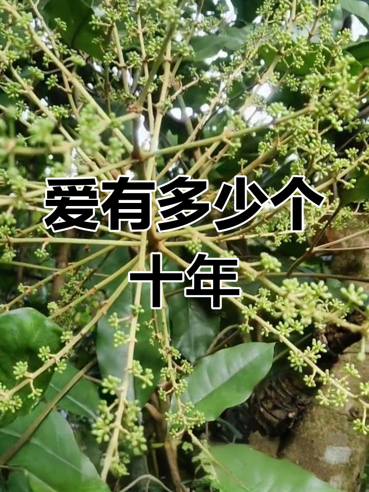 野生植物与鹅掌柴的果实