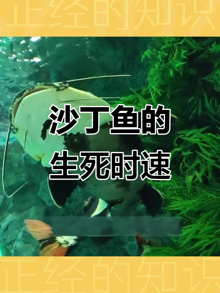 沙丁鱼为何能活得更久?揭秘“鲶鱼效应”真相