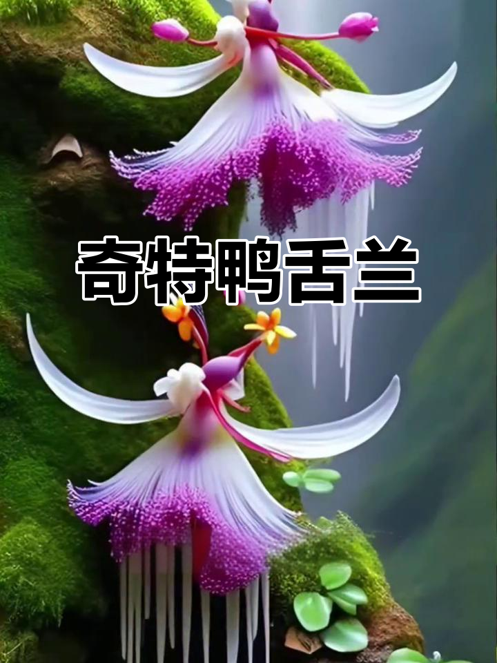 鸭舌兰,独特叶片与精致花朵,展现自然界的奇妙魅力