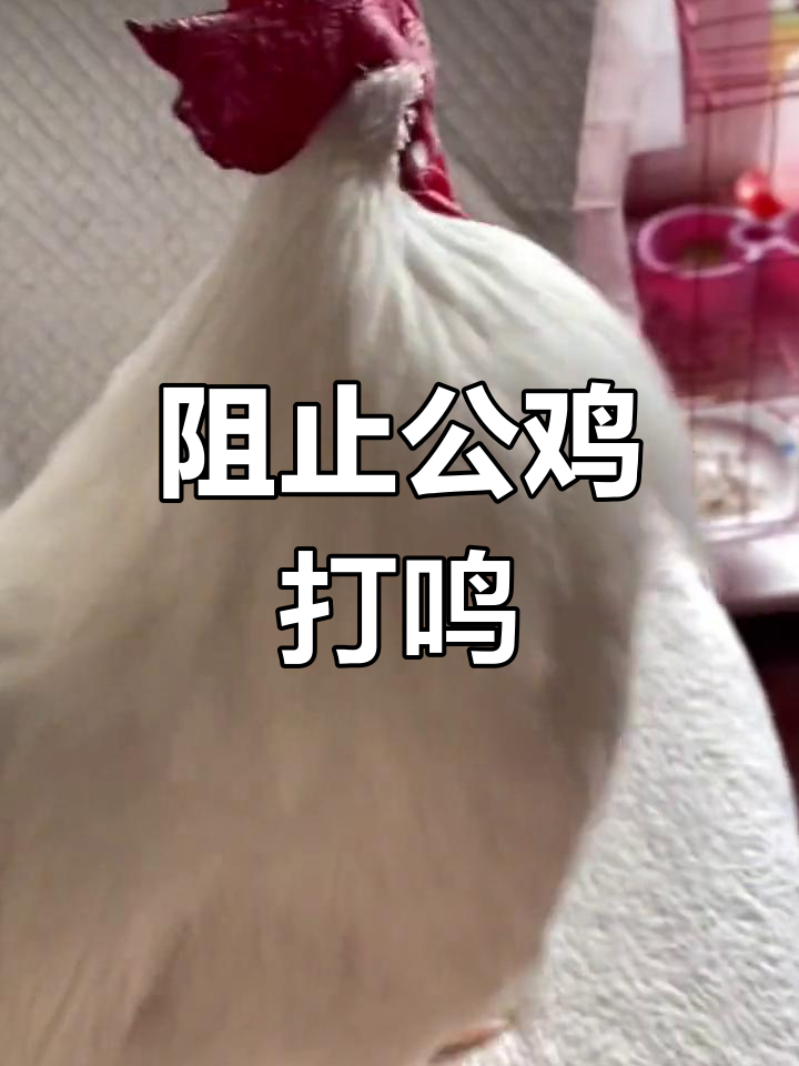 公鸡打鸣不停,真让人受不了