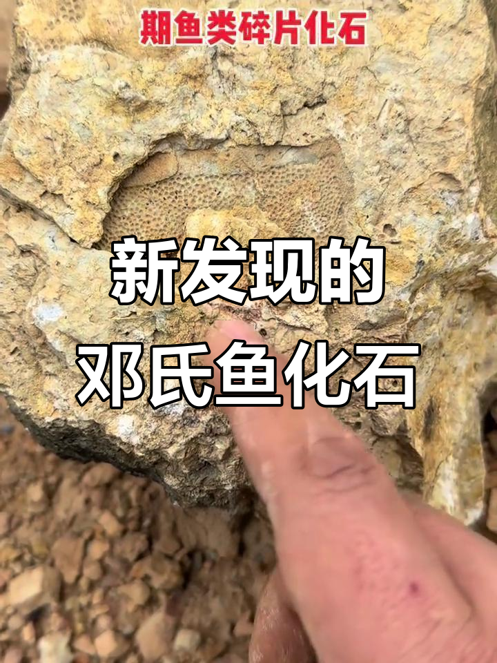 泥盆纪早期鱼类新发现,邓氏鱼化石揭秘