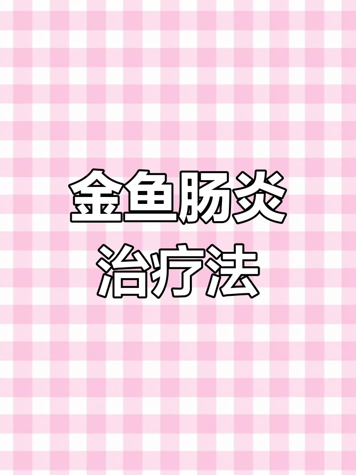 兰寿金鱼肠炎,停食加药治疗,类似人类腹泻