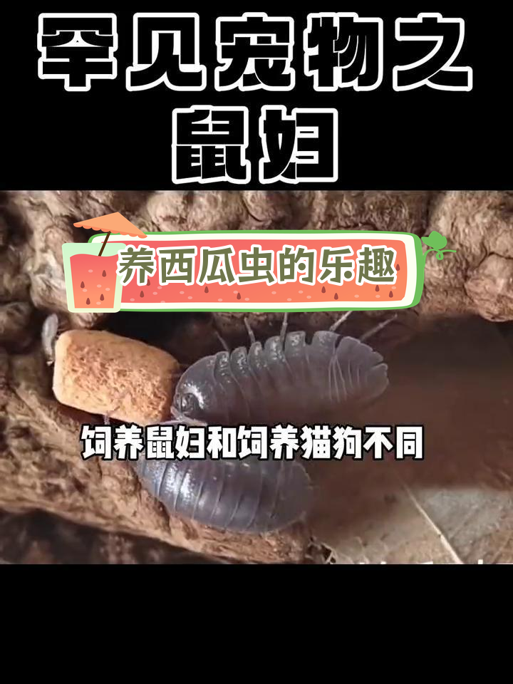 西瓜虫也能当宠物?