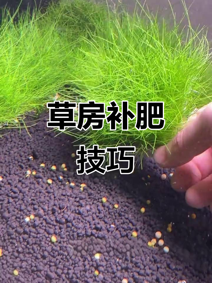 水草缸如何稳定低廉补肥,避免藻类爆发