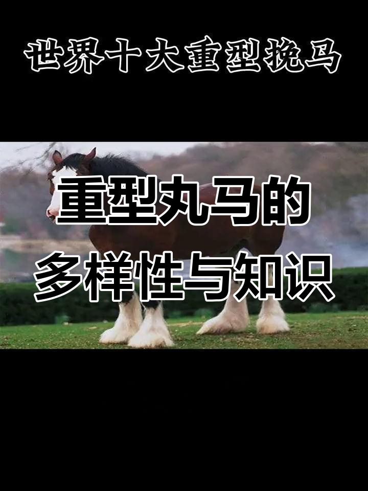 探秘重型丸马:从俄罗斯到比利时,了解不同品种的魅力