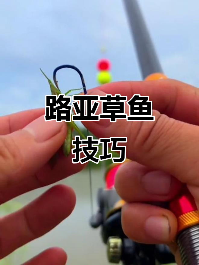 浮钓草鱼技巧大揭秘,蚱蜢路亚轻松抓获三十斤巨物