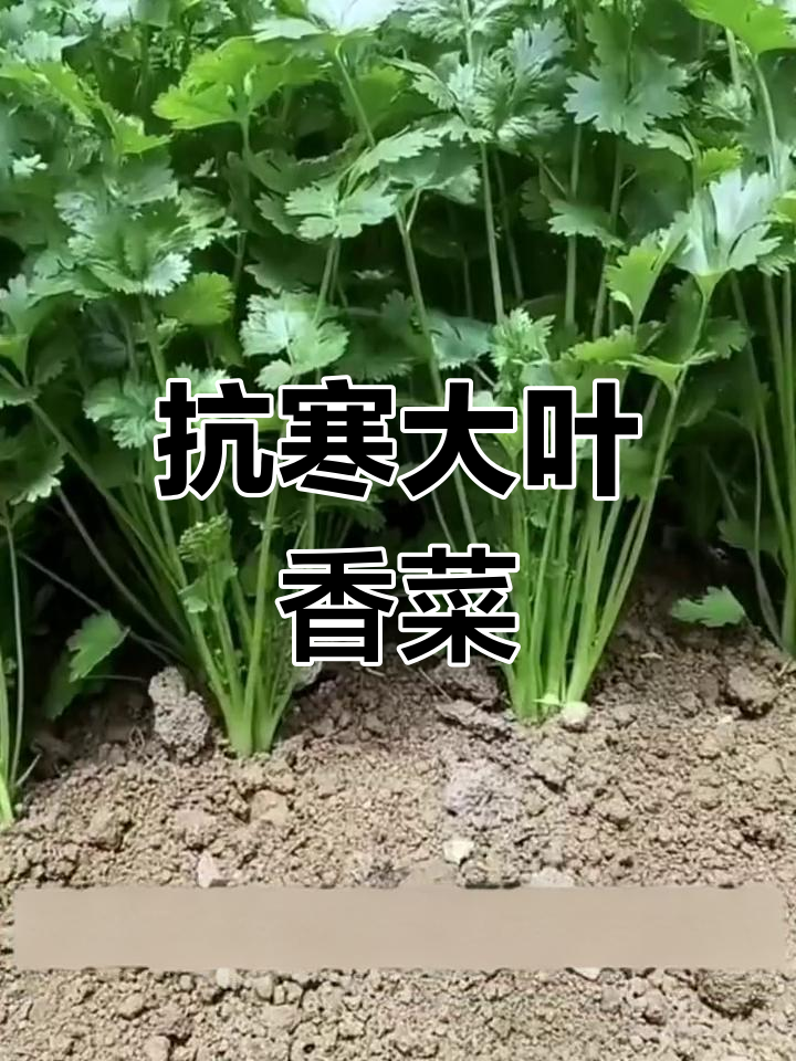 大叶香菜耐寒易种,口感更佳,零下20度也能茁壮生长