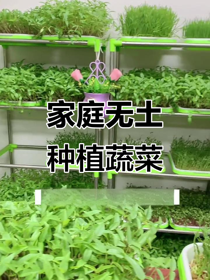 无土栽培蔬菜,阳台种菜轻松搞定